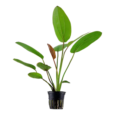 Tropica Echinodorus barthii