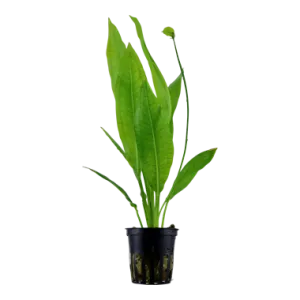 Tropica Echinodorus grisebachii 'Bleherae'