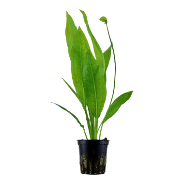 Tropica Echinodorus grisebachii 'Bleherae'