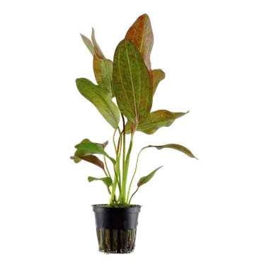 Tropica Echinodorus 'Ozelot'