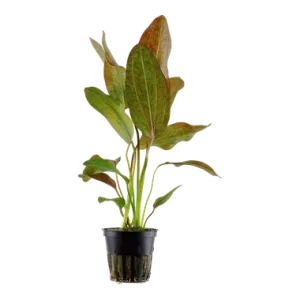 Tropica Echinodorus 'Ozelot'