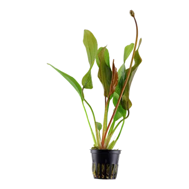 Tropica Echinodorus 'Red Diamond'