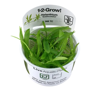 Tropica Helanthium Quadricostatus 1-2-Grow