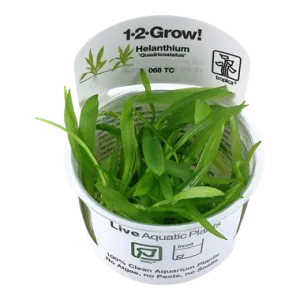 Tropica Helanthium Quadricostatus 1-2-Grow