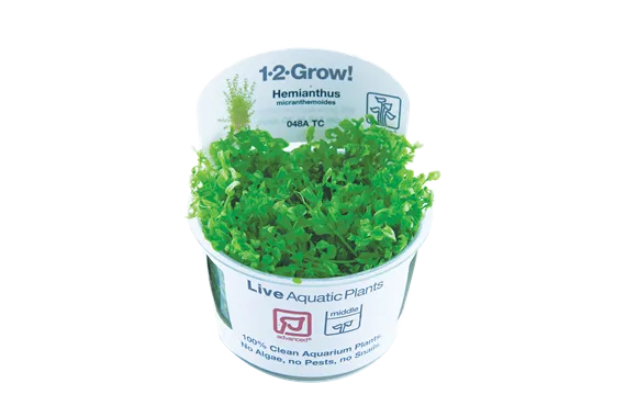 Tropica Hemianthus micranthemoides 1-2-Grow