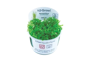 Tropica Hemianthus micranthemoides 1-2-Grow