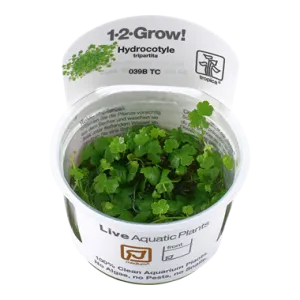 Tropica Hydrocotyle tripartita 1-2-Grow