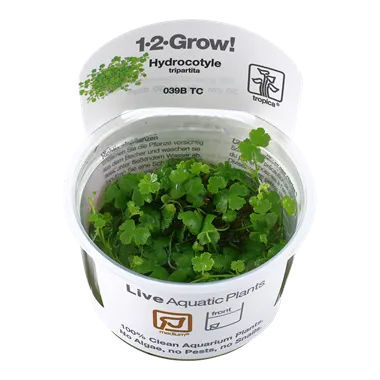 Tropica Hydrocotyle tripartita 1-2-Grow