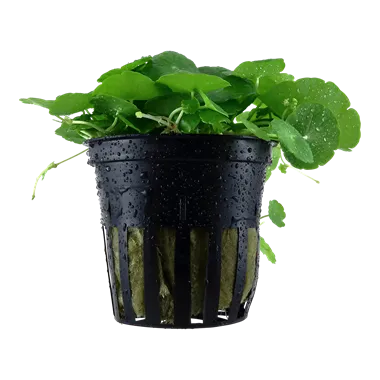 Tropica Hydrocotyle verticilliata