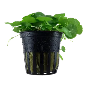 Tropica Hydrocotyle verticilliata