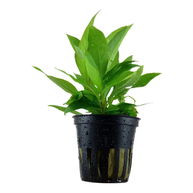 Tropica Hygrophila corymbosa 'Stricta'
