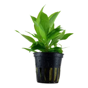 Tropica Hygrophila corymbosa 'Stricta'