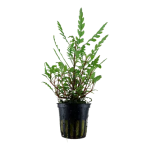 Tropica Hygrophila pinnatifida