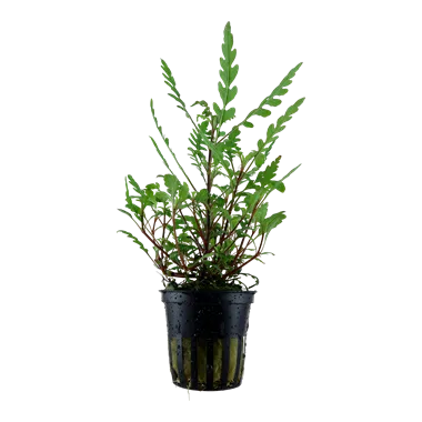 Tropica Hygrophila pinnatifida