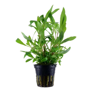 Tropica Hygrophila siamensis 53B