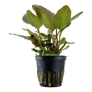 Tropica Lagenandra meeboldi Red