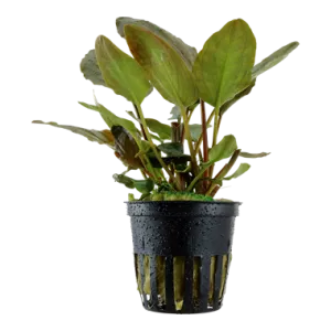 Tropica Lagenandra meeboldi Red