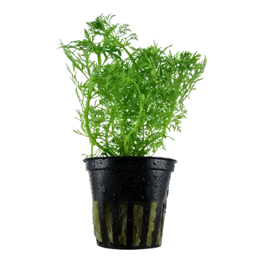Tropica Limnophila aquatica