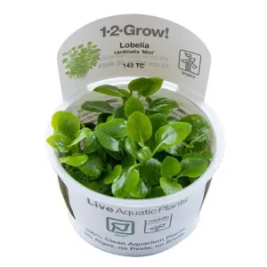 Tropica Lobelia cardinalis 'Mini' 1-2-Grow