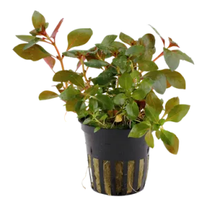 Tropica Ludwigia repens 'Rubin'