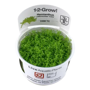 Tropica Micranthemum callitrichoides Cba 1-2-Grow