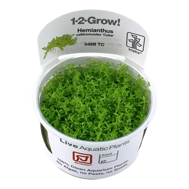 Tropica Micranthemum callitrichoides Cba 1-2-Grow