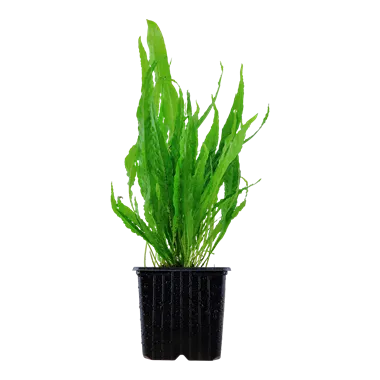 Tropica Microsorum pteropus XL Pot
