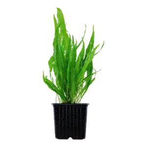 Tropica Microsorum pteropus XL Pot