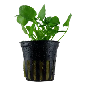Tropica Nymphoides hydrophylla Taiwan