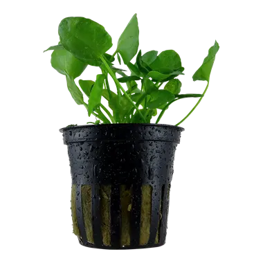 Tropica Nymphoides hydrophylla Taiwan