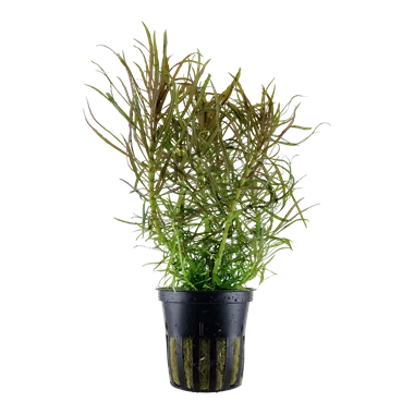 Tropica Pogostemon stellata