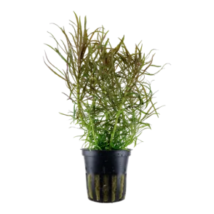 Tropica Pogostemon stellata