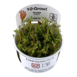 Tropica Rotala wallichii -1-2-Grow