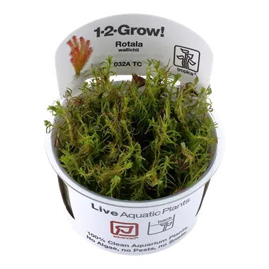 Tropica Rotala wallichii -1-2-Grow