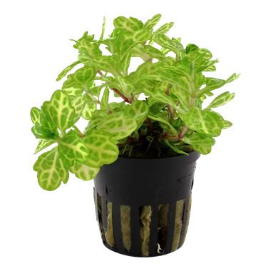 Tropica Shinnersia rivularis 'Weiss-Grün'
