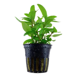 Tropica Staurogyne repens