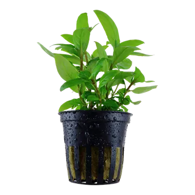 Tropica Staurogyne repens