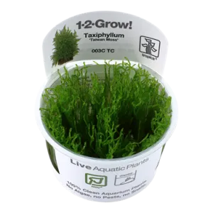 Tropica Taxiphyllum Alternans Taiwan Moss 1-2-Grow