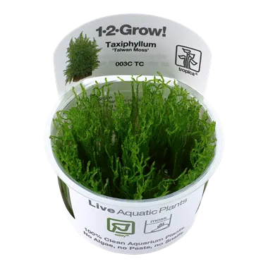 Tropica Taxiphyllum Alternans Taiwan Moss 1-2-Grow