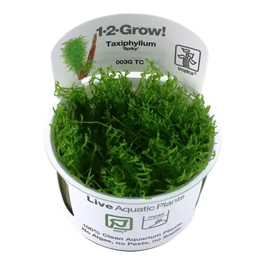 Tropica Taxiphyllum Spiky 1-2-Grow