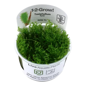 Tropica Taxiphyllum Spiky 1-2-Grow