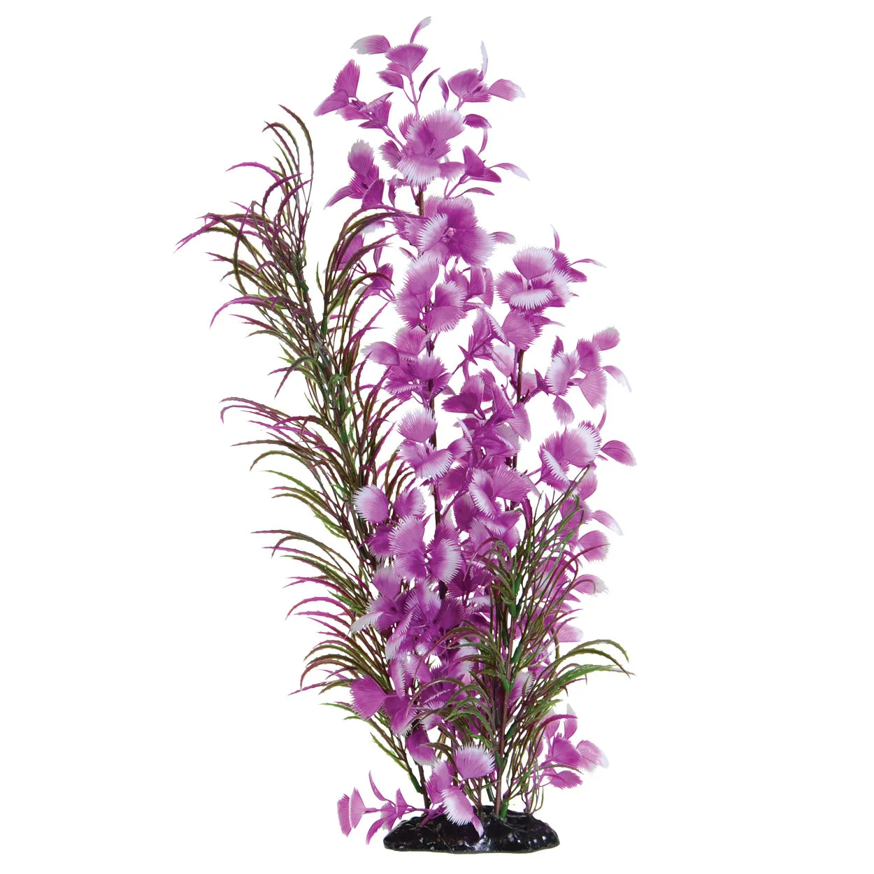 Underwater Treasures Fuscia Moon Plant