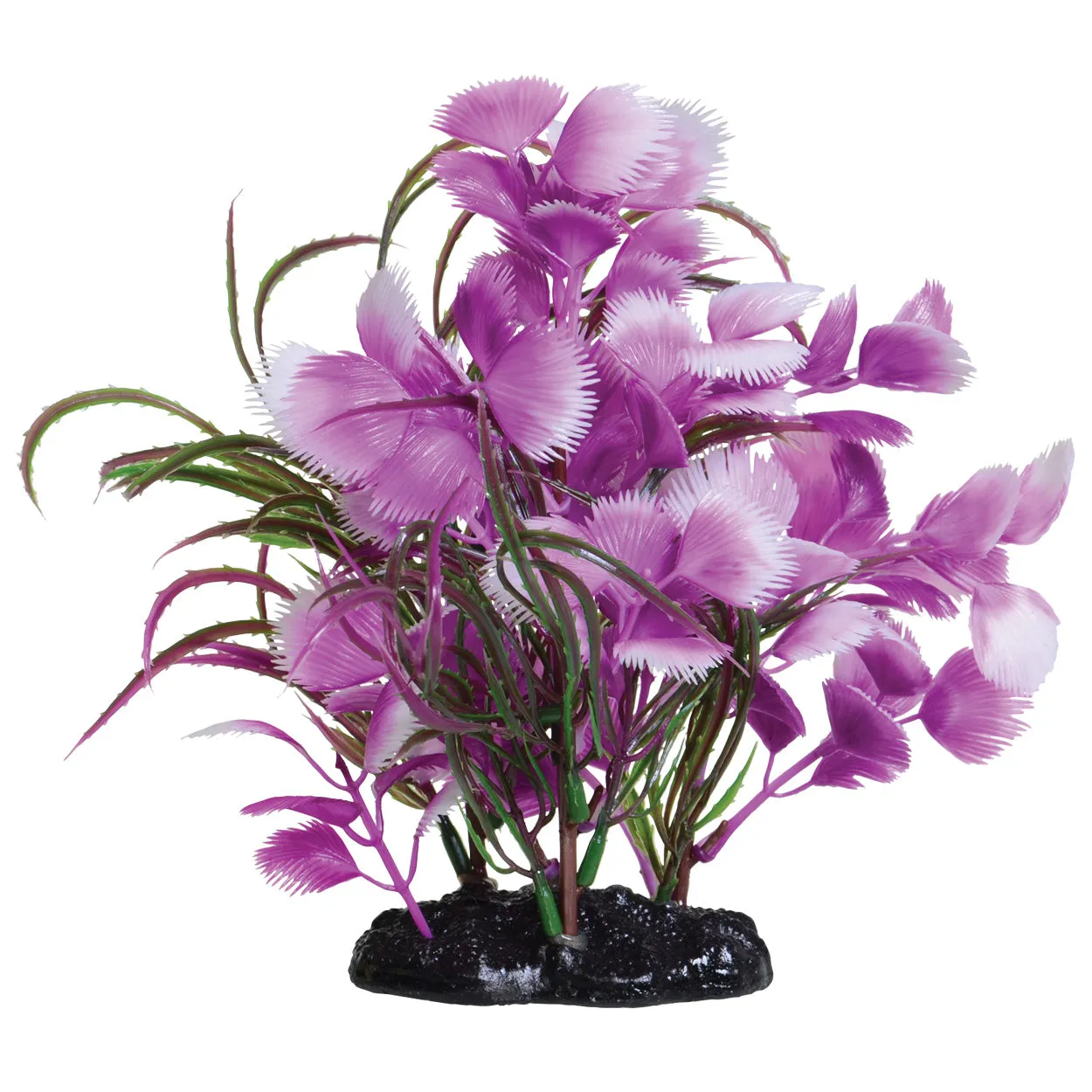 Underwater Treasures Fuscia Moon Plant