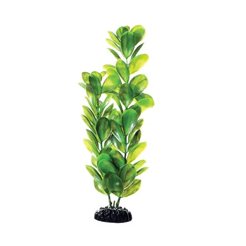 Underwater Treasures Green Bacopa Plant