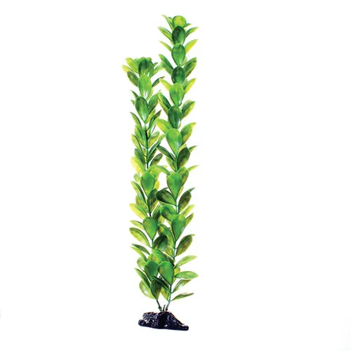 Underwater Treasures Green Bacopa Plant
