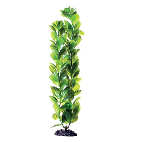 Underwater Treasures Green Bacopa Plant