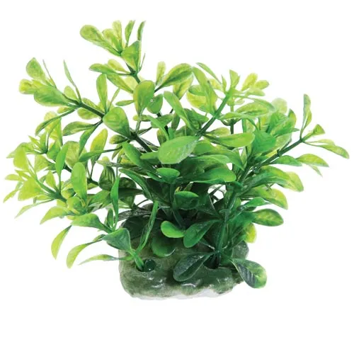 Underwater Treasures Green Moneywort Plant