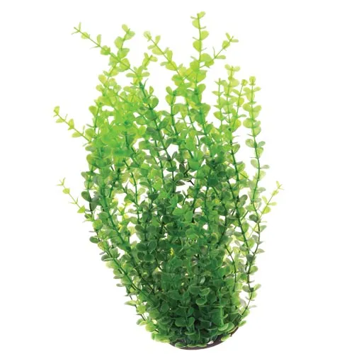 Underwater Treasures Green Moneywort Plant