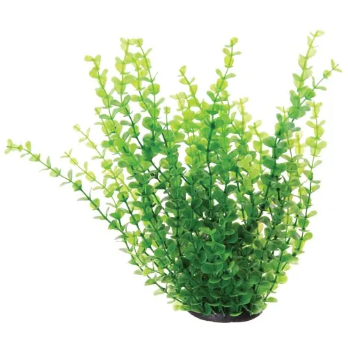 Underwater Treasures Green Moneywort Plant