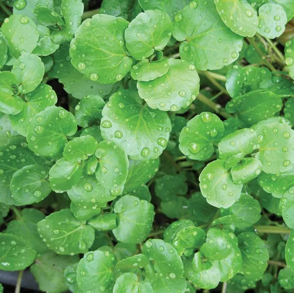 Watercress Crescione Herb Seeds | Weston Seeds